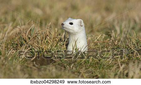 Hermelin (Mustela erminea), grosses Wiesel im Winterfell schaut neugierig und sichernd aus seinem Bau, Biospharengebiet, Schwabische Alb, Baden-Wurttemberg View Large Photo Image Stock Photo - Hermelin (Mustela erminea), grosses Wiesel im Winterfell schaut neugierig und sichernd aus seinem Bau, Biospharengebiet, Schwabische Alb, Baden-Wurttemberg. Fotosearch