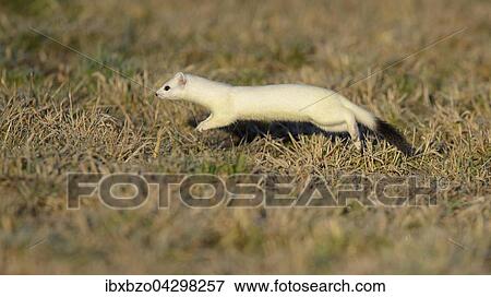 Hermelin (Mustela erminea), grosses Wiesel im Winterfell, im Sprung bei der Jagd, Biospharengebiet, Schwabische Alb, Baden-Wurttemberg View Large Photo Image Stock Photo - Hermelin (Mustela erminea), grosses Wiesel im Winterfell, im Sprung bei der Jagd, Biospharengebiet, Schwabische Alb, Baden-Wurttemberg. Fotosearch