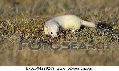 Stock Photo - Hermelin (Mustela erminea), grosses Wiesel im Winterfell, schnurend, Witterung aufnehmend, Biospharengebiet, Schwabische Alb, Baden-Wurttemberg. Fotosearch