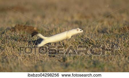 Hermelin (Mustela erminea), grosses Wiesel im Winterfell, im Sprung bei der Jagd, Biospharengebiet, Schwabische Alb, Baden-Wurttemberg View Large Photo Image Stock Photograph - Hermelin (Mustela erminea), grosses Wiesel im Winterfell, im Sprung bei der Jagd, Biospharengebiet, Schwabische Alb, Baden-Wurttemberg. Fotosearch