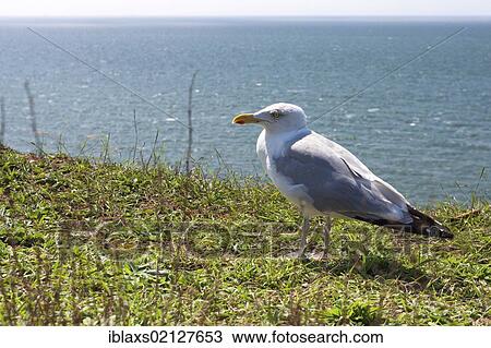 Herring Gull (Larus argentatus) on Heligoland, Helgoland, Schleswig-Holstein, Germany, Europe View Large Photo Image Stock Image - Herring Gull (Larus argentatus) on Heligoland, Helgoland, Schleswig-Holstein, Germany, Europe. Fotosearch