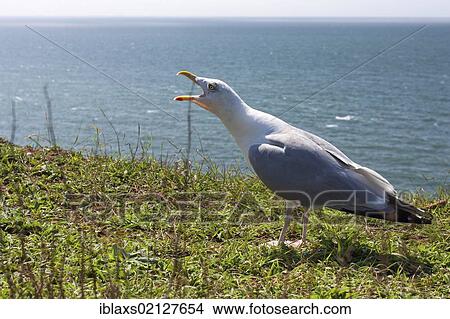 Picture - Herring Gull (Larus argentatus), screeching, on Heligoland, Helgoland, Schleswig-Holstein, Germany, Europe. Fotosearch