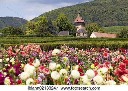 Historical building of the Institute for Grapevine Breeding in Siebeldingen, a flower field of dahliasat front, Southern Palatinate, Pfalz, Rhineland-Palatinate, Germany, Europe View Large Photo Image Stock Photo - Historical building of the Institute for Grapevine Breeding in Siebeldingen, a flower field of dahliasat front, Southern Palatinate, Pfalz, Rhineland-Palatinate, Germany, Europe. Fotosearch