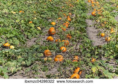 Hokkaidokurbis, Red Hokkaido (Cucurbita maxima), Anbau im Knoblauchsland, Anbaugebiet in Hofles bei Nurnberg, Mittelfranken, Bayern, Deutschland, Europa View Large Photo Image Stock Image - Hokkaidokurbis, Red Hokkaido (Cucurbita maxima), Anbau im Knoblauchsland, Anbaugebiet in Hofles bei Nurnberg, Mittelfranken, Bayern, Deutschland, Europa. Fotosearch
