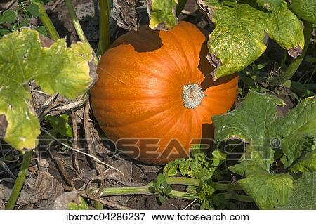 Hokkaidokurbis, Red Hokkaido (Cucurbita maxima), Anbau im Knoblauchsland, Anbaugebiet in Hofles bei Nurnberg, Mittelfranken, Bayern, Deutschland, Europa View Large Photo Image Stock Photo - Hokkaidokurbis, Red Hokkaido (Cucurbita maxima), Anbau im Knoblauchsland, Anbaugebiet in Hofles bei Nurnberg, Mittelfranken, Bayern, Deutschland, Europa. Fotosearch