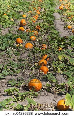 Hokkaidokurbis, Red Hokkaido (Cucurbita maxima), Anbau im Knoblauchsland, Anbaugebiet in Hofles bei Nurnberg, Mittelfranken, Bayern, Deutschland, Europa View Large Photo Image Stock Photo - Hokkaidokurbis, Red Hokkaido (Cucurbita maxima), Anbau im Knoblauchsland, Anbaugebiet in Hofles bei Nurnberg, Mittelfranken, Bayern, Deutschland, Europa. Fotosearch