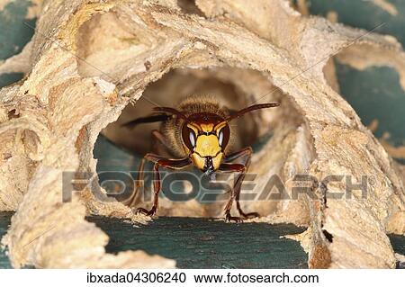 Stock Image - Hornisse (Vespa crabro), Arbeiterin am Eingang zum Nest, Nordrhein-Westfalen, Deutschland, Europa. Fotosearch