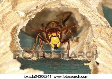 Hornisse (Vespa crabro), Arbeiterin am Eingang zum Nest, Nordrhein-Westfalen, Deutschland, Europa View Large Photo Image Stock Image - Hornisse (Vespa crabro), Arbeiterin am Eingang zum Nest, Nordrhein-Westfalen, Deutschland, Europa. Fotosearch