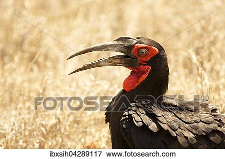 Hornrabe (Bucorvus), Kruger Nationalpark, Sudafrika View Large Photo Image Stock Photo - Hornrabe (Bucorvus), Kruger Nationalpark, Sudafrika. Fotosearch
