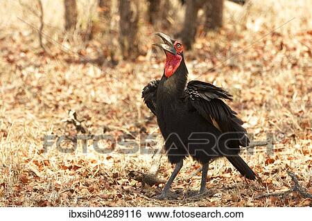 Hornrabe (Bucorvus sp. ), Kruger Nationalpark, Sudafrika View Large Photo Image Stock Photograph - Hornrabe (Bucorvus sp. ), Kruger Nationalpark, Sudafrika. Fotosearch