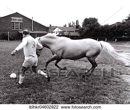 Horse and man at football, England, Great Britain View Large Photo Image Stock Image - Horse and man at football, England, Great Britain. Fotosearch