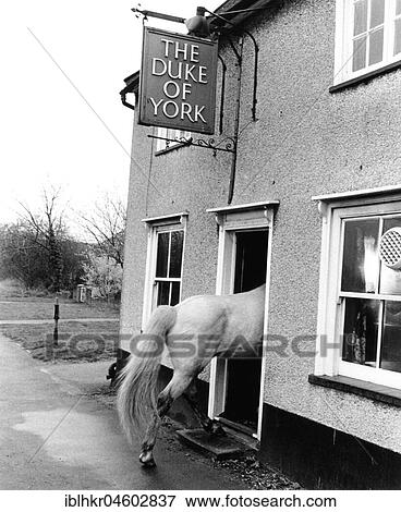 Horse goes into a house, England, Great Britain View Large Photo Image Stock Photo - Horse goes into a house, England, Great Britain. Fotosearch