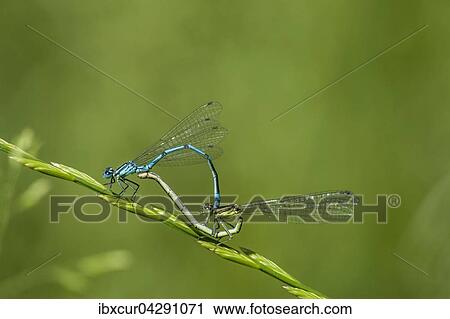 Stock Image - Hufeisen-Azurjungfer (Coenagrion puella), Paarungsrad, Thuringen, Deutschland, Europa. Fotosearch