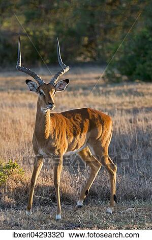 Impala (Aepyceros melampus), Ol Pejeta Reservat, Kenia, Afrika View Large Photo Image Stock Image - Impala (Aepyceros melampus), Ol Pejeta Reservat, Kenia, Afrika. Fotosearch