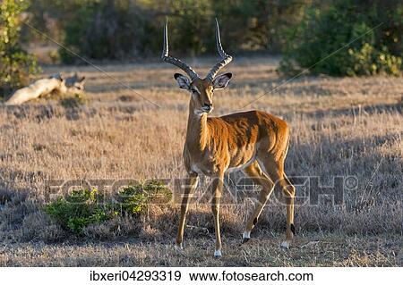 Stock Photo - Impala (Aepyceros melampus), Ol Pejeta Reservat, Kenia, Afrika. Fotosearch