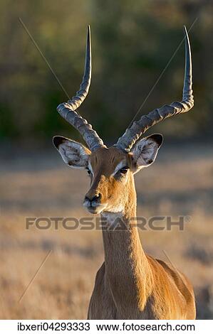 Impala (Aepyceros melampus), Tierportrait, Ol Pejeta Reservat, Kenia, Afrika View Large Photo Image Stock Image - Impala (Aepyceros melampus), Tierportrait, Ol Pejeta Reservat, Kenia, Afrika. Fotosearch