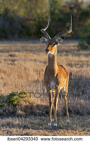 Stock Image - Impala (Aepyceros melampus), wachsam, Ol Pejeta Reservat, Kenia, Afrika. Fotosearch