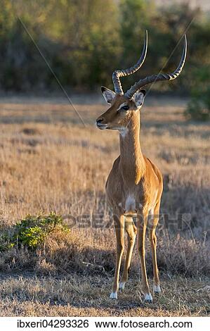Impala (Aepyceros melampus), wachsam, Ol Pejeta Reservat, Kenia, Afrika View Large Photo Image Stock Photograph - Impala (Aepyceros melampus), wachsam, Ol Pejeta Reservat, Kenia, Afrika. Fotosearch
