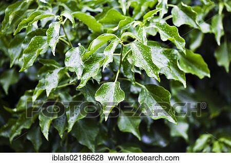 Stock Photo - Ivy (Hedera helix). Fotosearch