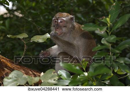 Javaneraffe (Macaca fascicularis), beim Fressen, Nationalpark Bako, Sarawak, Borneo, Malaysia, Asien View Large Photo Image Stock Image - Javaneraffe (Macaca fascicularis), beim Fressen, Nationalpark Bako, Sarawak, Borneo, Malaysia, Asien. Fotosearch