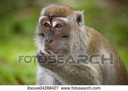 Stock Photo - Javaneraffe (Macaca fascicularis), beim Fressen, Nationalpark Bako, Sarawak, Borneo, Malaysia, Asien. Fotosearch