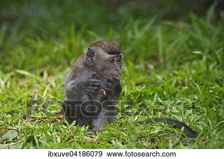Javaneraffe (Macaca fascicularis), Jungtier im Gras, Nationalpark Bako, Sarawak, Borneo, Malaysia, Asien View Large Photo Image Stock Photo - Javaneraffe (Macaca fascicularis), Jungtier im Gras, Nationalpark Bako, Sarawak, Borneo, Malaysia, Asien. Fotosearch