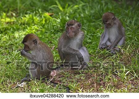 Javaneraffen (Macaca fascicularis), Jungtiere im Gras, Nationalpark Bako, Sarawak, Borneo, Malaysia, Asien View Large Photo Image Stock Image - Javaneraffen (Macaca fascicularis), Jungtiere im Gras, Nationalpark Bako, Sarawak, Borneo, Malaysia, Asien. Fotosearch