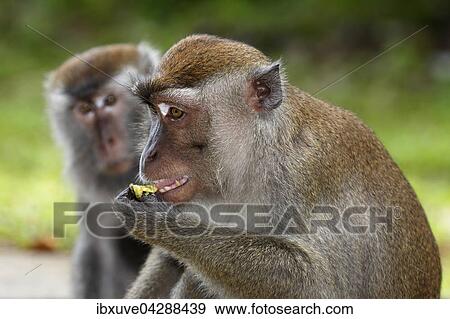 Stock Photo - Javaneraffen (Macaca fascicularis), beim Fressen, Nationalpark Bako, Sarawak, Borneo, Malaysia, Asien. Fotosearch