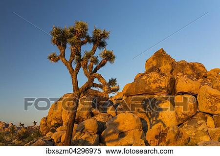 Josuabaum (Yucca brevifolia), Quail Springs, Joshua Tree National Park, Kalifornien, USA, Nordamerika View Large Photo Image Stock Photography - Josuabaum (Yucca brevifolia), Quail Springs, Joshua Tree National Park, Kalifornien, USA, Nordamerika. Fotosearch