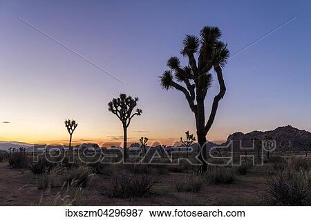 Josuabaume (Yucca brevifolia) bei Sonnenuntergang, Quail Springs, Joshua Tree National Park, Kalifornien, USA, Nordamerika View Large Photo Image Stock Photo - Josuabaume (Yucca brevifolia) bei Sonnenuntergang, Quail Springs, Joshua Tree National Park, Kalifornien, USA, Nordamerika. Fotosearch
