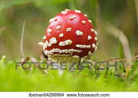 Junger Fliegenpilz (Amanita muscaria), Darsser Wald, Darss, Fischland-Darss-Zingst, Nationalpark Vorpommersche Boddenlandschaft, Mecklenburg-Vorpommern, Deutschland, Europa View Large Photo Image Picture - Junger Fliegenpilz (Amanita muscaria), Darsser Wald, Darss, Fischland-Darss-Zingst, Nationalpark Vorpommersche Boddenlandschaft, Mecklenburg-Vorpommern, Deutschland, Europa. Fotosearch