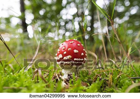 Stock Photography - Junger Fliegenpilz (Amanita muscaria), Darsser Wald, Darss, Fischland-Darss-Zingst, Nationalpark Vorpommersche Boddenlandschaft, Mecklenburg-Vorpommern, Deutschland, Europa. Fotosearch
