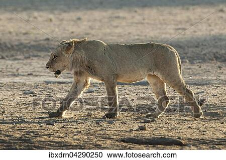Stock Image - Junger Lowe (Panthera leo), Mannchen, geht, Kgalagadi-Transfrontier-Nationalpark, Nordkap, Sudafrika. Fotosearch