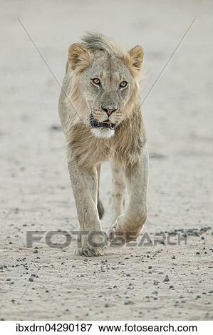Stock Photo - Junger Lowe (Panthera leo), Mannchen, geht, Kgalagadi-Transfrontier-Nationalpark, Nordkap, Sudafrika. Fotosearch