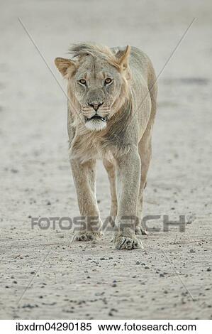 Stock Photography - Junger Lowe (Panthera leo), Mannchen, geht, Kgalagadi-Transfrontier-Nationalpark, Nordkap, Sudafrika. Fotosearch