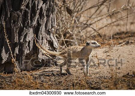 Junges Erdmannchen (Suricata suricatta), Kgalagadi Transfrontier Park, Northern Cape, Sudafrika View Large Photo Image Stock Image - Junges Erdmannchen (Suricata suricatta), Kgalagadi Transfrontier Park, Northern Cape, Sudafrika. Fotosearch