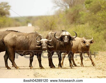 Kaffernbuffel (Syncerus caffer) beim Uberqueren einer Strasse, Kruger Nationalpark, Sudafrika View Large Photo Image Stock Image - Kaffernbuffel (Syncerus caffer) beim Uberqueren einer Strasse, Kruger Nationalpark, Sudafrika. Fotosearch