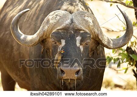 Kaffernbuffel (Syncerus caffer) mit Rotschnabel-Madenhacker (Buphagus erythrorhynchus) auf Schnauze, Portrait, Kruger Nationalpark, Sudafrika View Large Photo Image Stock Image - Kaffernbuffel (Syncerus caffer) mit Rotschnabel-Madenhacker (Buphagus erythrorhynchus) auf Schnauze, Portrait, Kruger Nationalpark, Sudafrika. Fotosearch