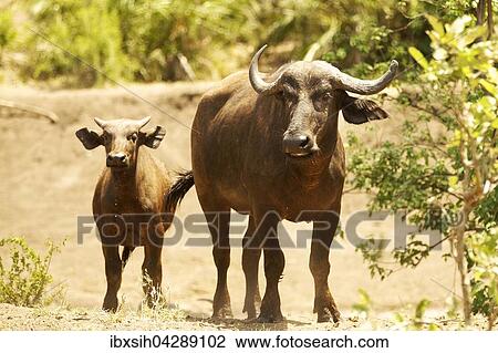 Kaffernbuffel (Syncerus caffer) mit Kalb, Kruger Nationalpark, Sudafrika View Large Photo Image Stock Image - Kaffernbuffel (Syncerus caffer) mit Kalb, Kruger Nationalpark, Sudafrika. Fotosearch