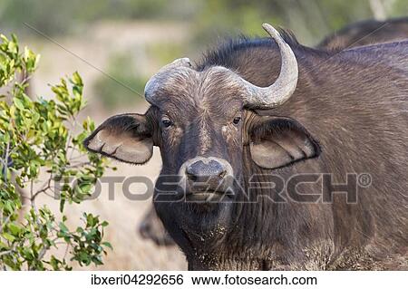 Kaffernbuffel (Syncerus caffer) mit einzelnem Horn, Ol Pejeta Reservat, Kenia, Afrika View Large Photo Image Stock Photograph - Kaffernbuffel (Syncerus caffer) mit einzelnem Horn, Ol Pejeta Reservat, Kenia, Afrika. Fotosearch