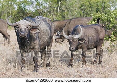 Kaffernbuffel (Syncerus caffer), Ol Pejeta Reservat, Kenia, Afrika View Large Photo Image Stock Image - Kaffernbuffel (Syncerus caffer), Ol Pejeta Reservat, Kenia, Afrika. Fotosearch