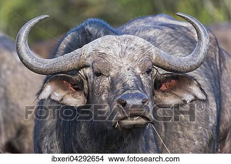 Kaffernbuffel (Syncerus caffer), Tierportrait, Ol Pejeta Reservat, Kenia, Afrika View Large Photo Image Picture - Kaffernbuffel (Syncerus caffer), Tierportrait, Ol Pejeta Reservat, Kenia, Afrika. Fotosearch