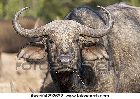 Kaffernbuffel (Syncerus caffer), Tierportrait, Ol Pejeta Reservat, Kenia, Afrika View Large Photo Image Stock Image - Kaffernbuffel (Syncerus caffer), Tierportrait, Ol Pejeta Reservat, Kenia, Afrika. Fotosearch