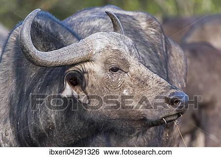 Kaffernbuffel (Syncerus caffer), Tierportrait, Ol Pejeta Reservat, Kenia, Afrika View Large Photo Image Stock Photograph - Kaffernbuffel (Syncerus caffer), Tierportrait, Ol Pejeta Reservat, Kenia, Afrika. Fotosearch