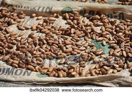 Stock Photo - Kakaobohnen, Samen des Kakaobaumes (Theobroma cacao) trocknen in der Sonne, Kolumbien, Sudamerika. Fotosearch