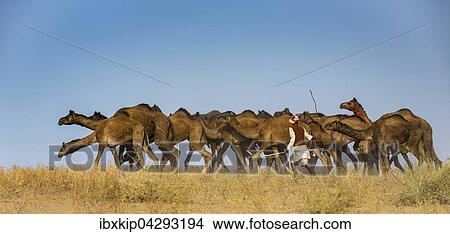 Kamele auf dem Weg zum Pushkar Mela, Kamelmarkt und Viehmarkt, Pushkar, Rajasthan, Indien, Asien View Large Photo Image Picture - Kamele auf dem Weg zum Pushkar Mela, Kamelmarkt und Viehmarkt, Pushkar, Rajasthan, Indien, Asien. Fotosearch