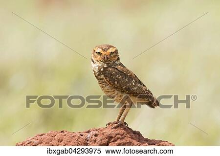 Stock Photography - Kanincheneule, Kaninchenkauz (Athene cunicularia), Mato Grosso do Sul, Brasilien, Sudamerika. Fotosearch