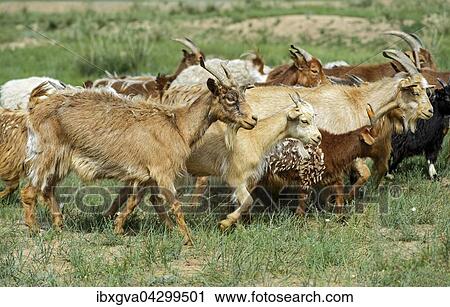 Kashmirziegen, Dashinchilen, Bulgan Aimag, Mongolei, Asien View Large Photo Image Stock Image - Kashmirziegen, Dashinchilen, Bulgan Aimag, Mongolei, Asien. Fotosearch