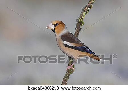 Kernbeisser (Coccothraustes coccothraustes), aufmerksames Mannchen im Winterkleid auf Ast, Nordrhein-Westfalen, Deutschland, Europa View Large Photo Image Stock Photo - Kernbeisser (Coccothraustes coccothraustes), aufmerksames Mannchen im Winterkleid auf Ast, Nordrhein-Westfalen, Deutschland, Europa. Fotosearch