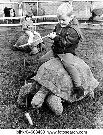 Kind rides on a giant turtle, England, Great Britain View Large Photo Image Stock Image - Kind rides on a giant turtle, England, Great Britain. Fotosearch